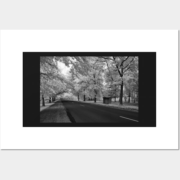 Macedon Avenue of Honour Wall Art by LukeDavidPhoto